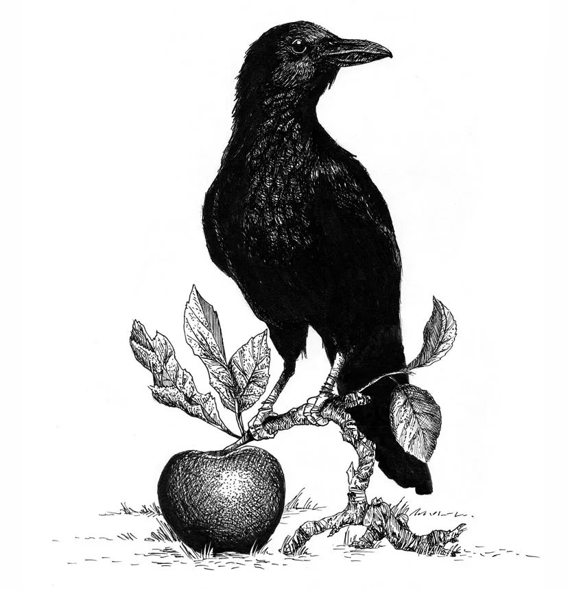 Crow — illustration