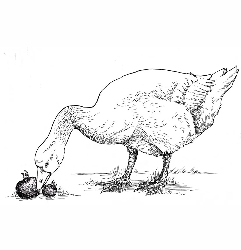 Goose — illustration